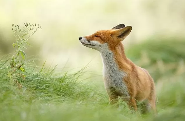 pests for air pollution