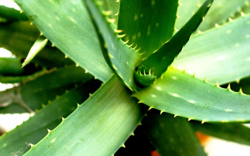 Aloe vera